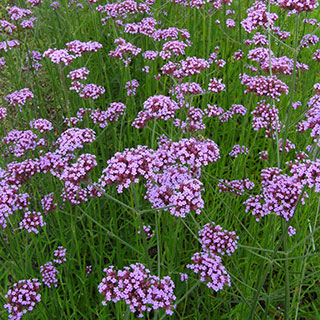 Verbena de Buenos Aires